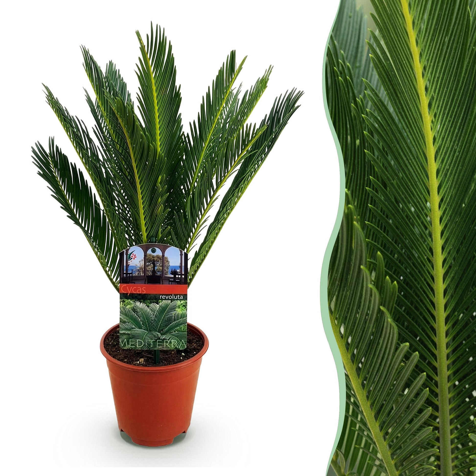 Cycas revoluta Sagopalmfarn – 45cm – 14cm – Pflegeleichte Zimmerpflanze mit fiederartigen Blättern – Exotischer Blickfang für Wohn- & Arbeitsräume 