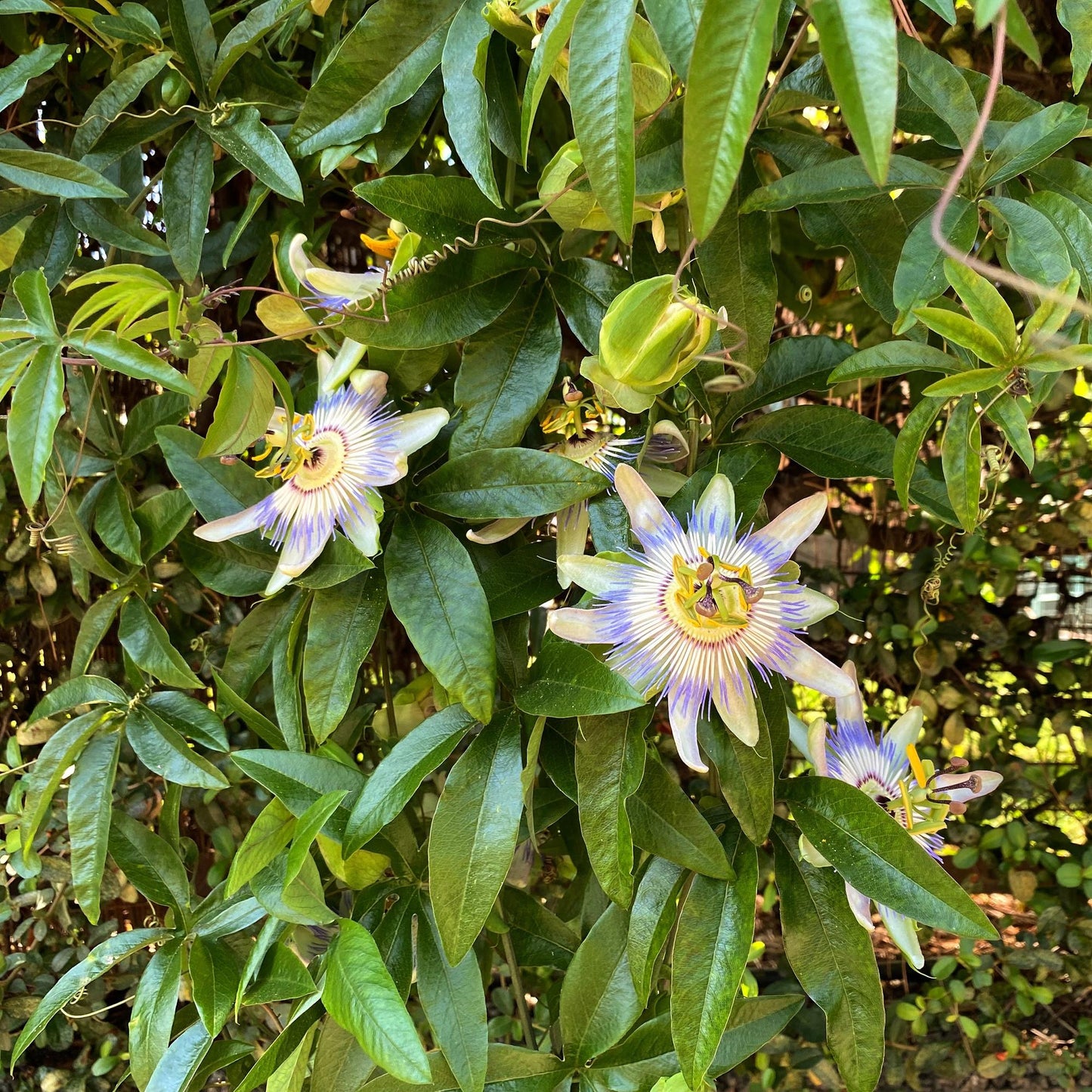 Passionsblume - Passiflora caerulea - Blüte Blau mit Grün Weiß - Wenig Pflege - 2 Pflanzen - Topf 11cm Höhe 40cm 