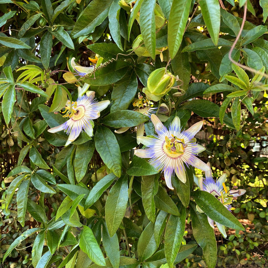 Passionsblume - Passiflora caerulea - Blüte Blau mit Grün Weiß - Wenig Pflege - 2 Pflanzen - Topf 11cm Höhe 40cm 