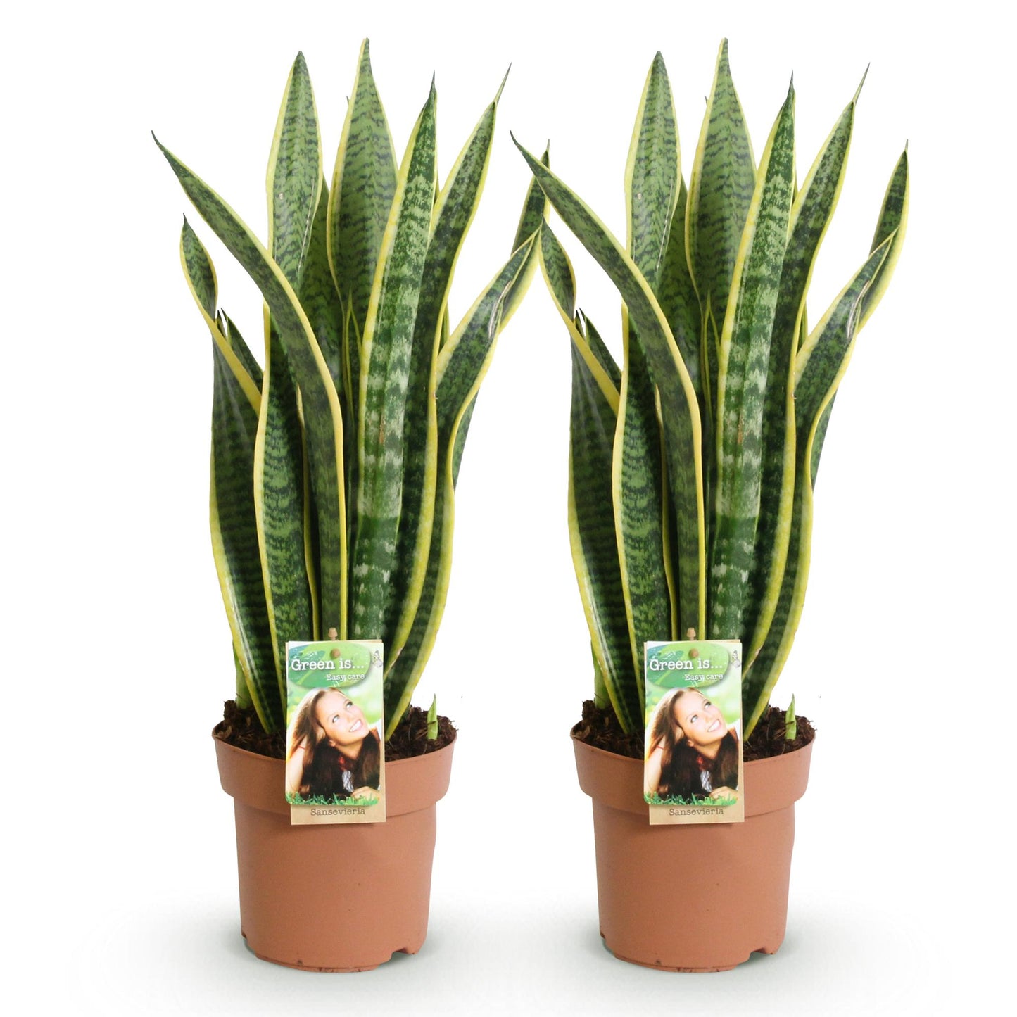 Green boutiQ - Zimmerpflanzen - Sanseveria Laurentii - Schwiegermutterzunge - Wenig Pflege - Grün - Gelb - 2 Pflanzen - Topf 17cm - Höhe 60-70cm 