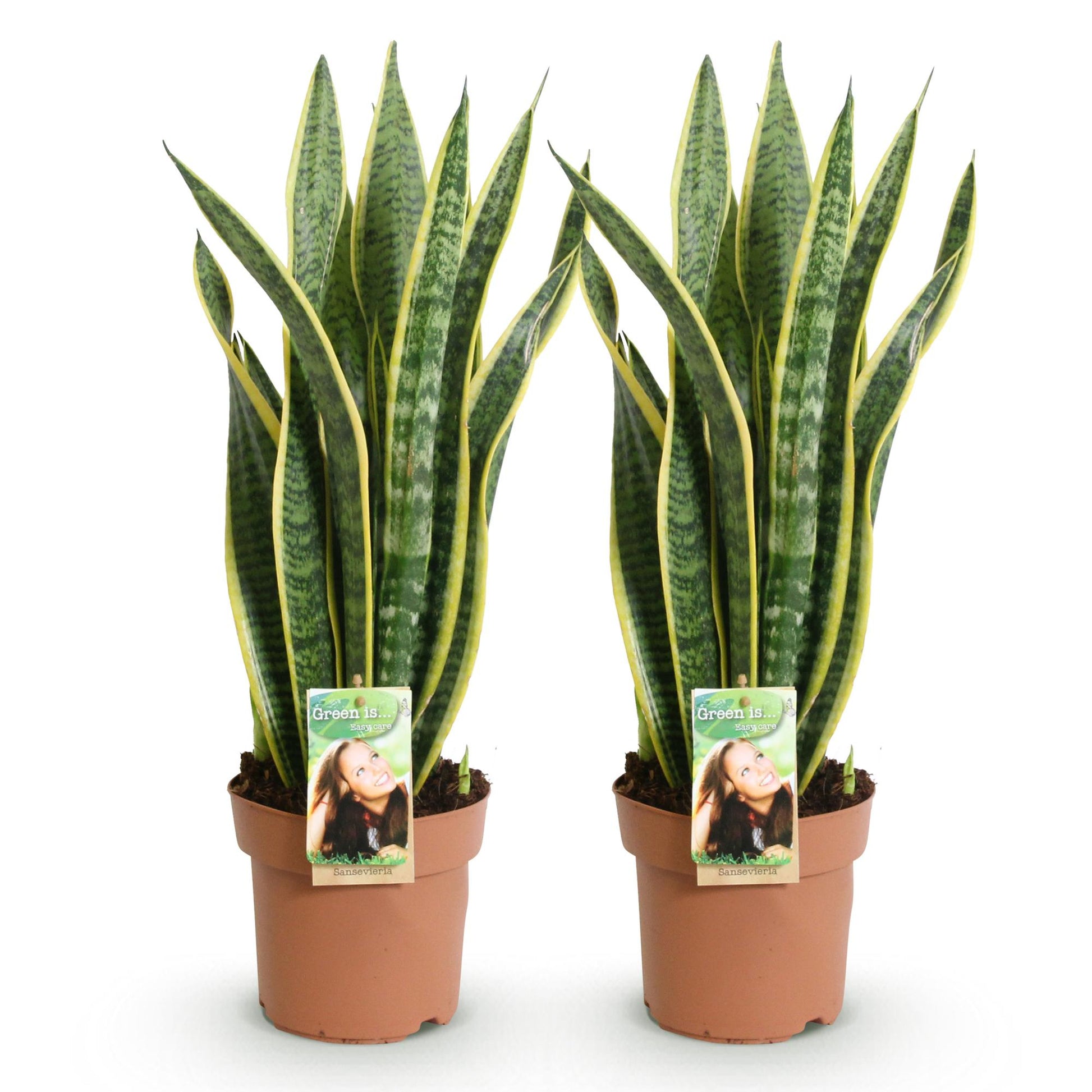 Green boutiQ - Zimmerpflanzen - Sanseveria Laurentii - Schwiegermutterzunge - Wenig Pflege - Grün - Gelb - 2 Pflanzen - Topf 17cm - Höhe 60-70cm 