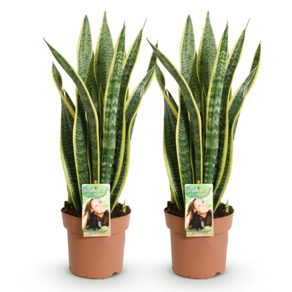 Green boutiQ - Zimmerpflanzen - Sanseveria Laurentii - Schwiegermutterzunge - Wenig Pflege - Grün - Gelb - 2 Pflanzen - Topf 17cm - Höhe 60-70cm 