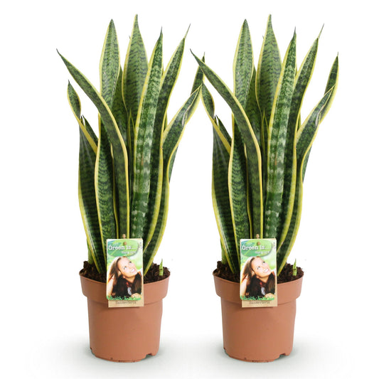 Green boutiQ - Zimmerpflanzen - Sanseveria Laurentii - Schwiegermutterzunge - Wenig Pflege - Grün - Gelb - 2 Pflanzen - Topf 17cm - Höhe 60-70cm 