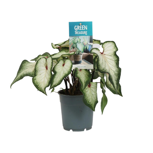 Caladium Weiß – Angel Wings – Ø12cm – ↕25cm – Tropische Zimmerpflanze mit herzförmigen Blättern – Pflegeleicht & dekorativ – Für helle Innenräume 