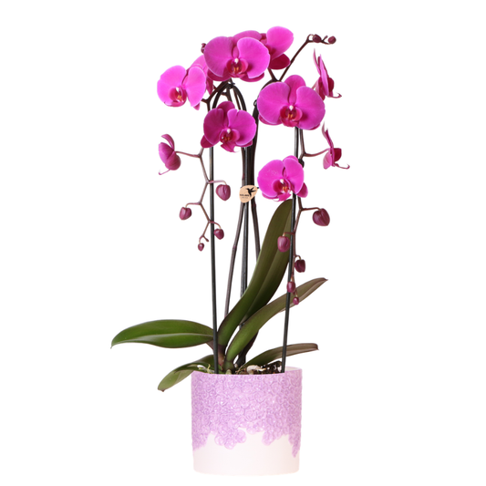 Kolibri Orchids | Lila Freeride Niagara Falls Orchidee + Lila Bloom-Übertopf – Topfgröße Ø12 cm | Blühende Zimmerpflanze – Frisch vom Züchter 