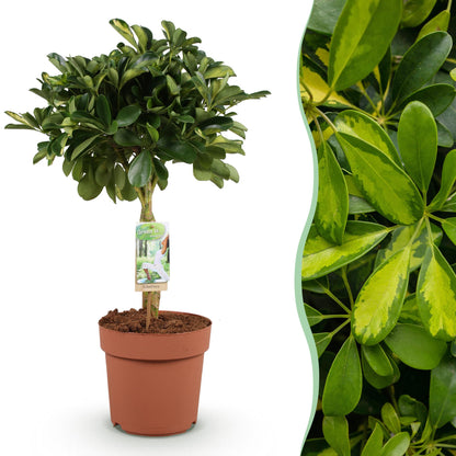 Green boutiQ - Zimmerpflanzen - Schefflera Gold Capelle - Fingerbaum - Wenig Pflege - Grün - Gold - 1 Pflanze - Topf 21cm - Höhe 70-81cm 
