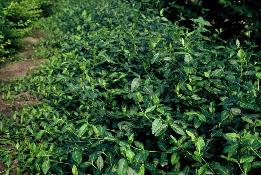 Spindelstrauch – Euonymus fortunei 'Dart's Blanket' – ↕10-25 cm – Ø9 cm – 12 Pflanzen – Bodendecker & Unterpflanzung – Winterhart