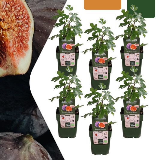 Bio Feigenbaum – Ficus carica – Ø13 cm – ↨20 cm – 6 Pflanzen – Obstbaum für Garten, Balkon & Terrasse – Selbstgezogen, Frostbeständig