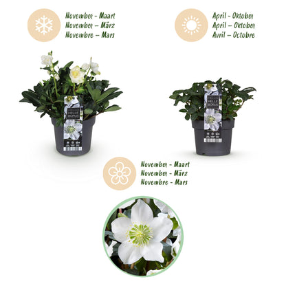 GreenboutiQ - Gartenpflanze - Weihnachtsrose - Helleborus Christmas Carol - Weiße Blüte - 1 Pflanze - Immergrün - Topf 17cm Höhe 35cm 