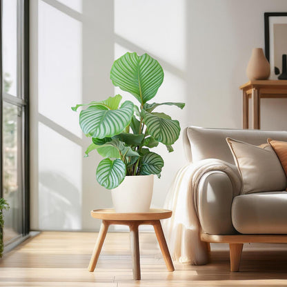Korbmarante - Calathea Orbifolia mit Viber Weiß - Zimmerpflanze - 65cm - Ø21cm