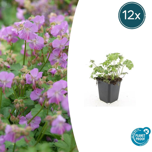 Storchschnabel Geranium cantabrigiense 'Cambridge' – ↕10-25cm – Ø9cm – 12 Pflanzen – Bodendecker & Staude mit rosa Blüten – Winterhart, pflegeleicht & bienenfreundlich