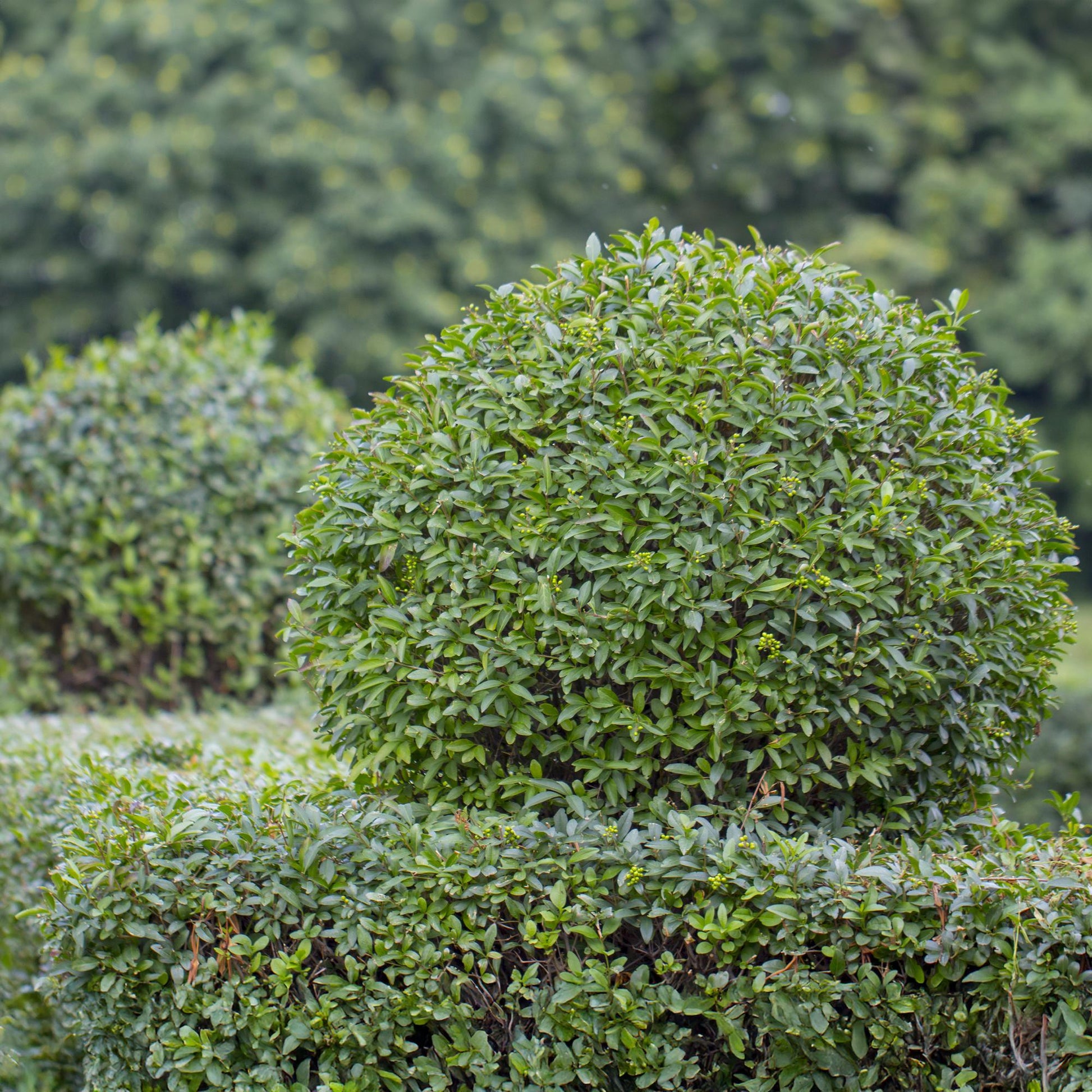 Ovalblättriger Liguster Ligustrum ovalifolium – Immergrün – Heckenpflanze – Blatt Grün – 6 Pflanzen – 1 m laufend – Pflegeleicht – 17cm Höhe 55cm 