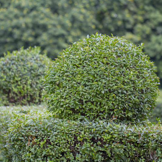 Ovalblättriger Liguster Ligustrum ovalifolium – Immergrün – Heckenpflanze – Blatt Grün – 6 Pflanzen – 1 m laufend – Pflegeleicht – 17cm Höhe 55cm 