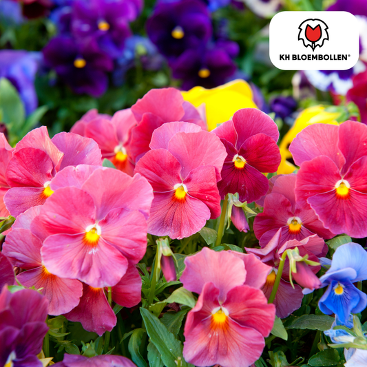 Anemone coronaria – 30 Blumenzwiebeln – Leuchtende Anemonen für Beete, Töpfe & Schnittblumen – Frühjahrsblüher 