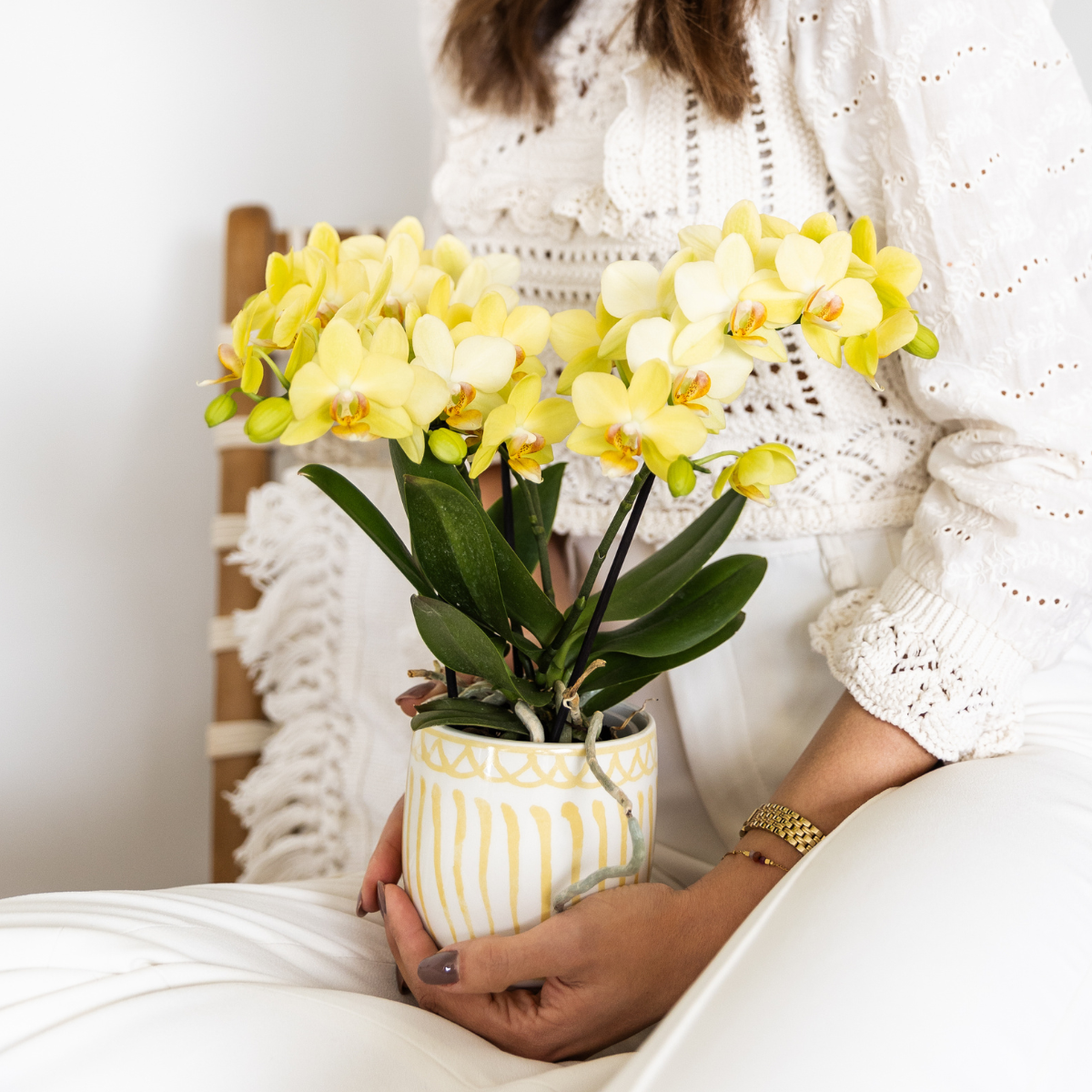 Gelbe Phalaenopsis Orchidee 'Albenga' – Ø9cm – Zimmerpflanze mit 2–3 Blütenstielen – Lange Blütezeit – Pflegeleicht – Direkt vom Züchter 