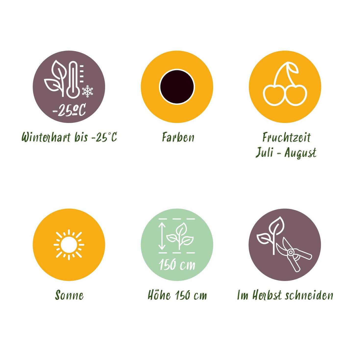 GreenboutiQ - Obstpflanzen - Jostabes - Ribes Jostabes - Winterhart - 6 Pflanzen - Topf 9 cm - Schwarze Johannisbeere 