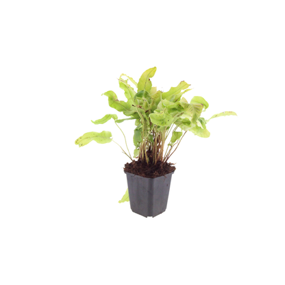 Hirschzungenfarn Asplenium scolopendrium – 60 Pflanzen – Immergrüner Farn für Schatten & Halbschatten – Strukturpflanze für Garten & Beet – 10-25cm – Ø9cm – Winterhart