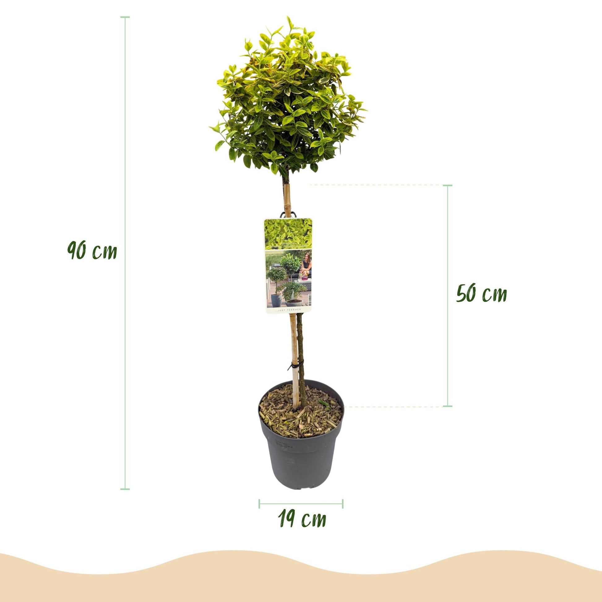 Euonymus fortunei 'Emerald 'n Gold' – Immergrüne Stamm-Pflanze – grün-goldenes Laub – pflegeleicht & kompakt – Terrassen- & Gartenpflanze – Ø19cm – Höhe ca. 90cm 