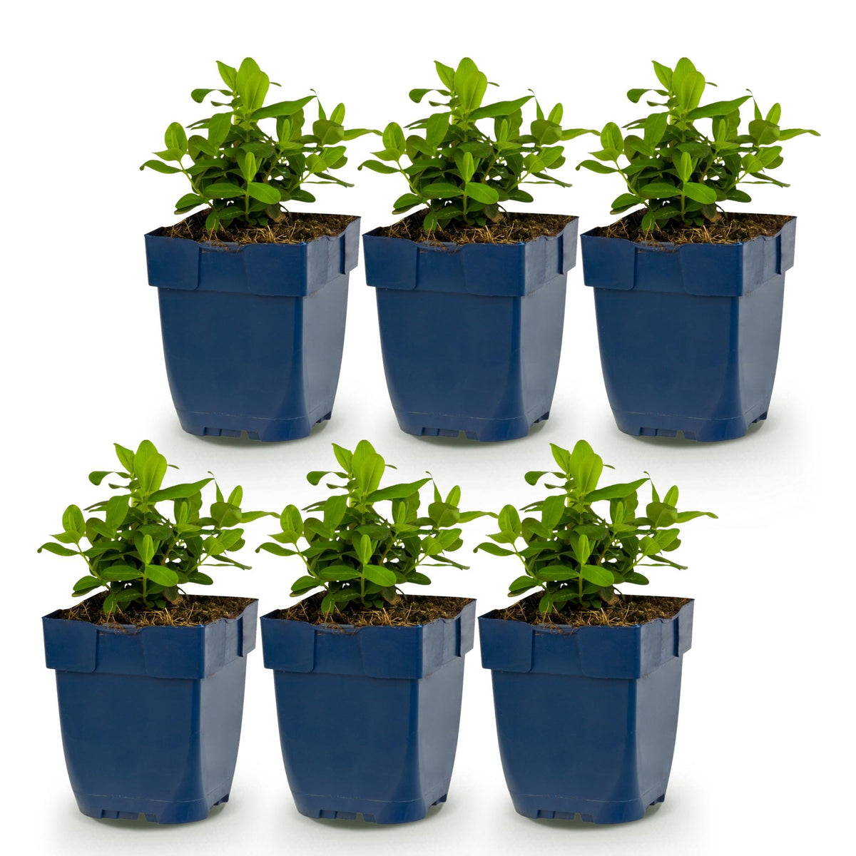 Johanniskraut – Hypericum calycinum – 6 Pflanzen – Topf Ø11cm – Bienenfreundliche Staude für Garten & Balkon
