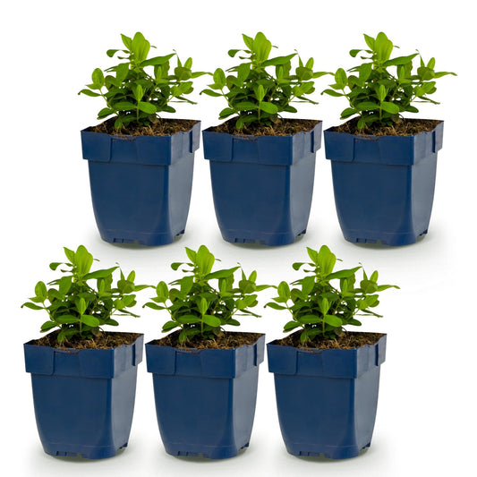 Johanniskraut – Hypericum calycinum – 6 Pflanzen – Topf Ø11cm – Bienenfreundliche Staude für Garten & Balkon