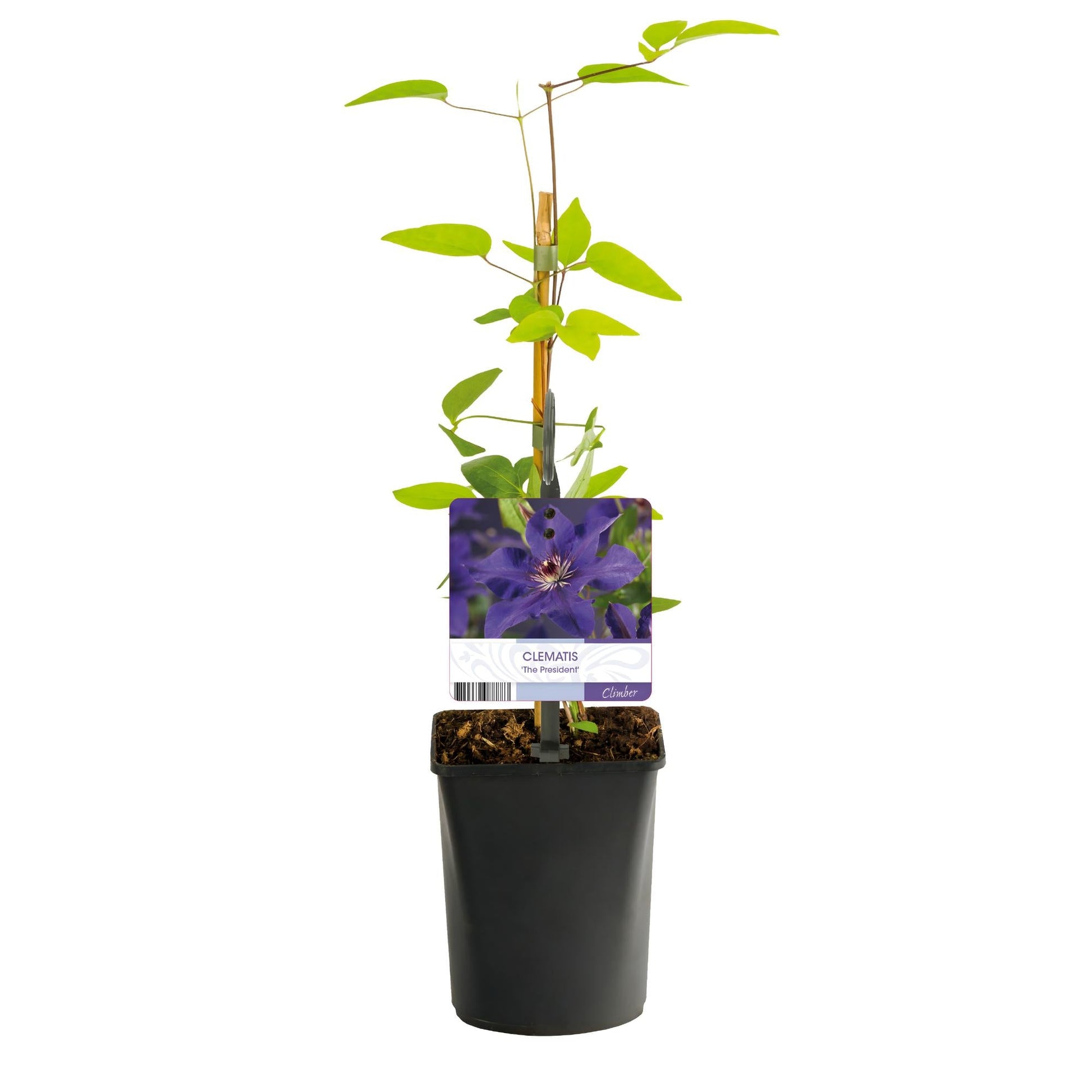 Kletterpflanze Clematis The President – Rosa Blüten – 2 Pflanzen – 11 cm x H40 cm – Bis 3 m – Pflegeleicht – Ideal für Garten, Balkon & Pergola 