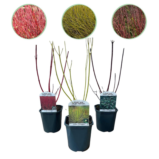 GreenboutiQ - Sträucher - Cornus alba Tricolour - Kombination aus Roten, Grünen und Lila Zweigen - 3 Pflanzen - Laubabwerfend - Wenig Pflege - Topf 17cm Höhe 45cm 