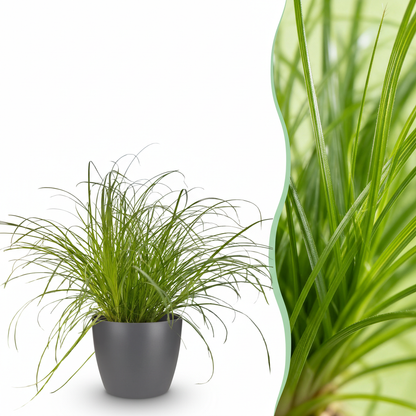 Green boutiQ - Zimmerpflanze - Cyperus alternifolius Zumula - Katzenpflanze - Haustierfreundliche Pflanze - Grün - 1 Pflanze - mit Potter Grau - Topf 12cm - Höhe 20cm 
