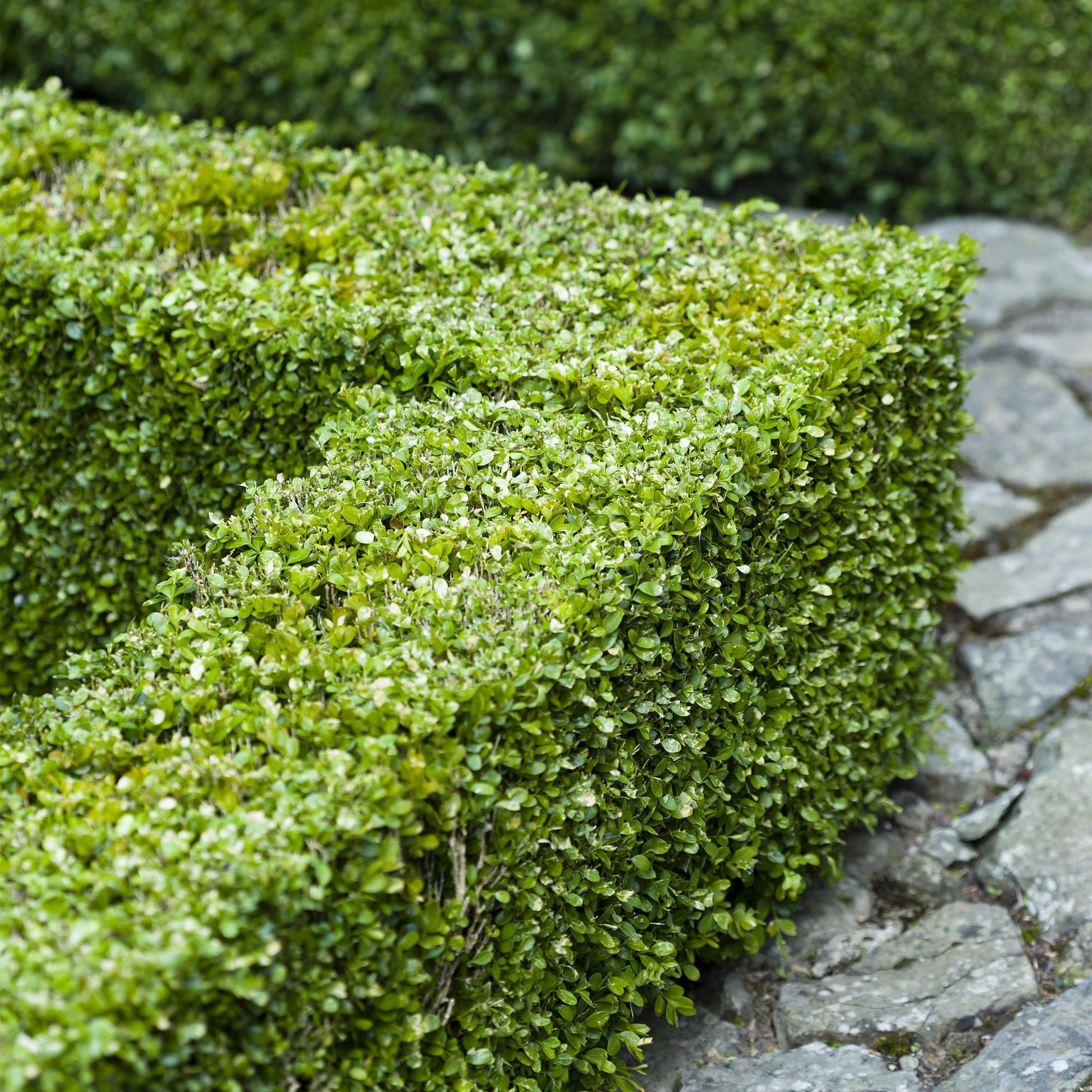 Gewöhnlicher Buchsbaum Buxus sempervirens – Immergrüne Heckenpflanzen – 8 Pflanzen – 1 m – 9 cm Höhe 20–25 cm – Grün – Pflegeleicht 