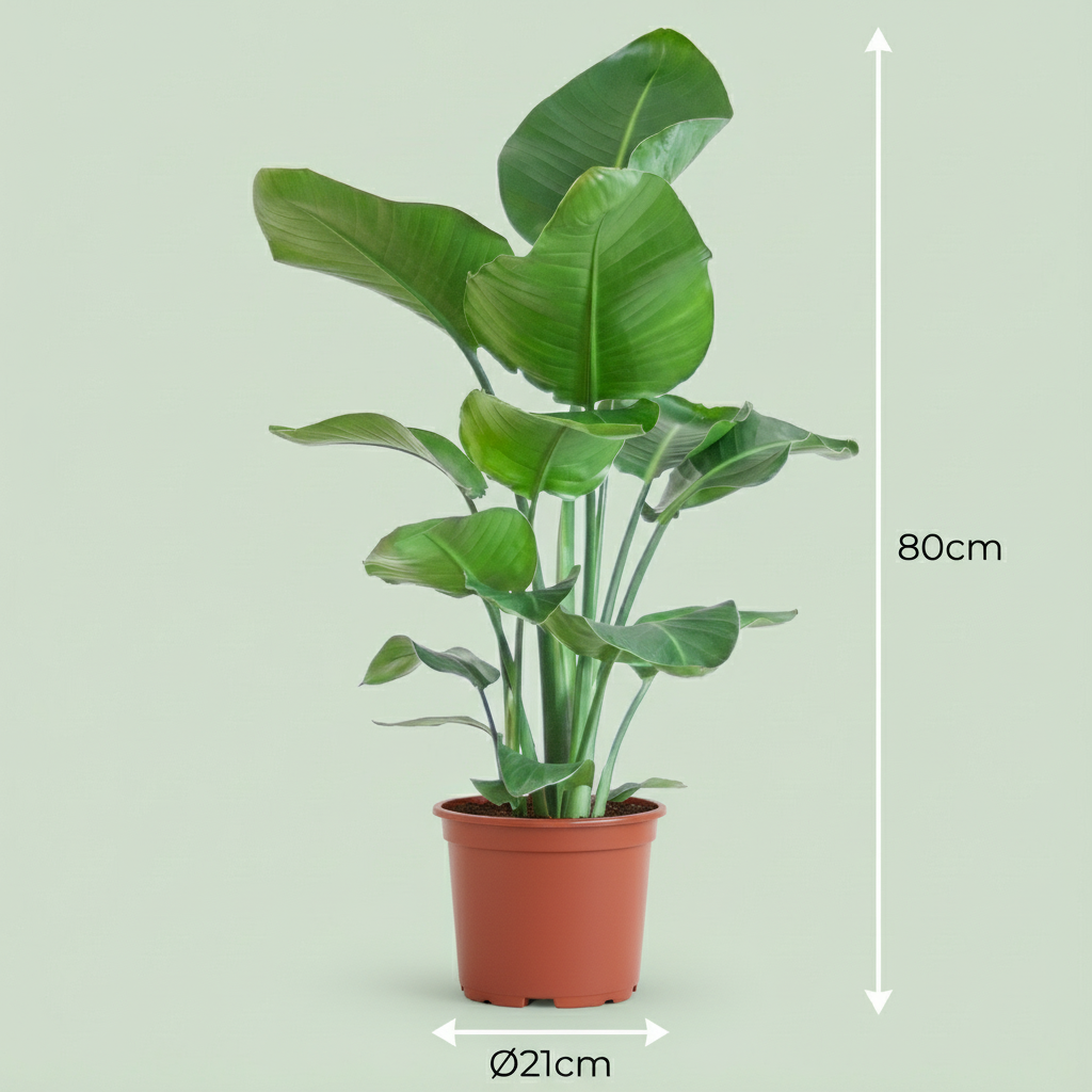 Green boutiQ - Plante d'intérieur - Oiseau de paradis - Strelitzia Nicolai - Vert - Entretien facile - 1 Plante - Pot 19cm - Hauteur 80 - 90cm 