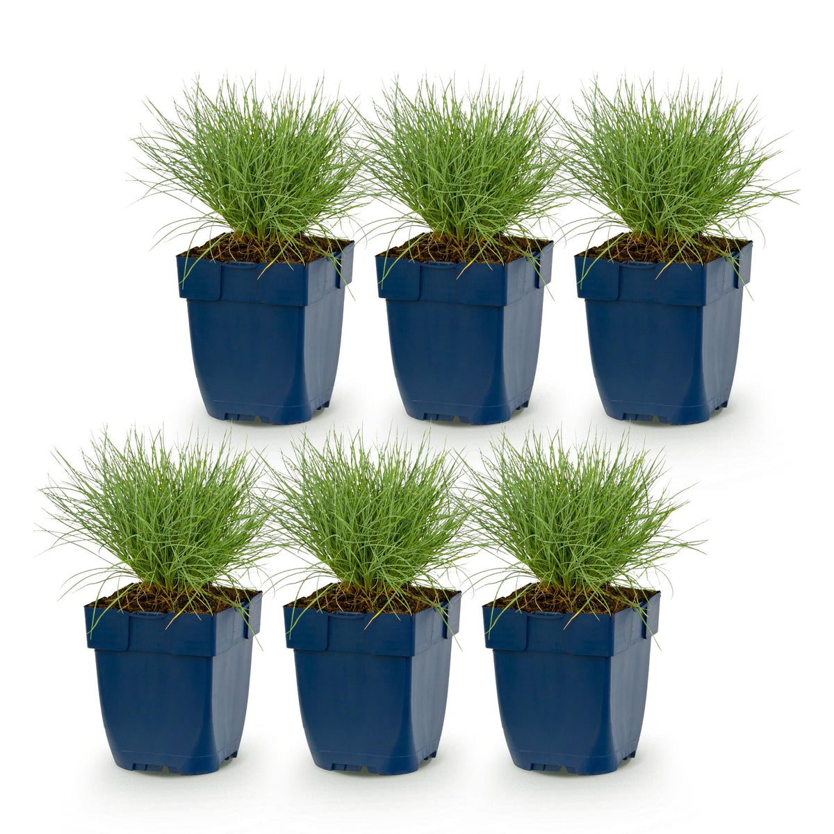 Blauschwingel – Festuca glauca – 6 Pflanzen – Topf Ø11cm – Bienenfreundliche Staude für Garten & Balkon