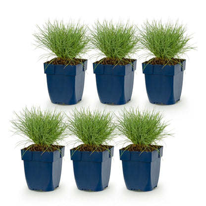 Blauschwingel – Festuca glauca – 6 Pflanzen – Topf Ø11cm – Bienenfreundliche Staude für Garten & Balkon