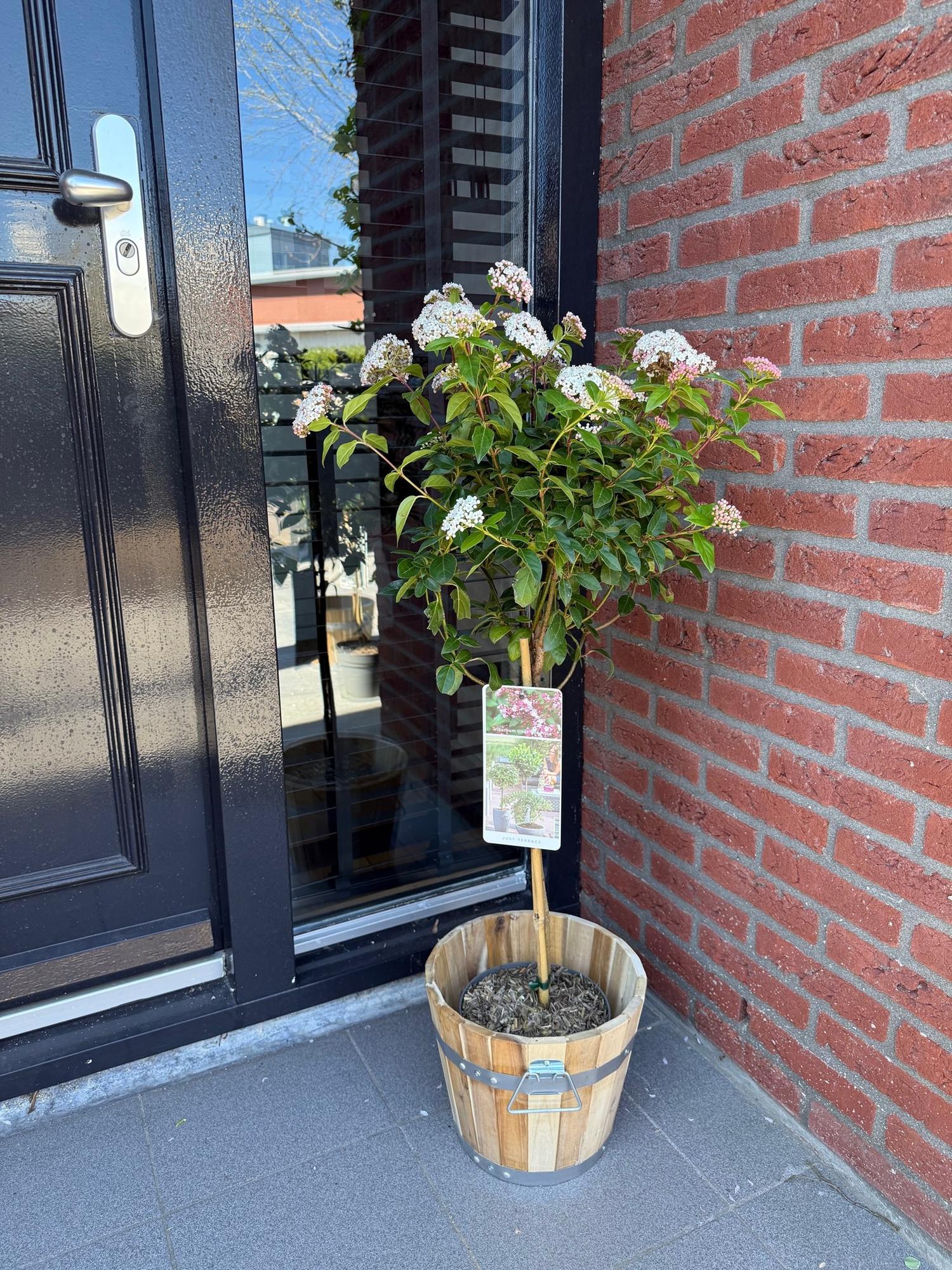Viburnum tinus 'Eve Price' – Immergrüne Stamm-Pflanze – Höhe ca. 90 cm – Ø19 cm – Winterblühender Schneeball – Pflegeleicht – Für Balkon, Terrasse & Garten 