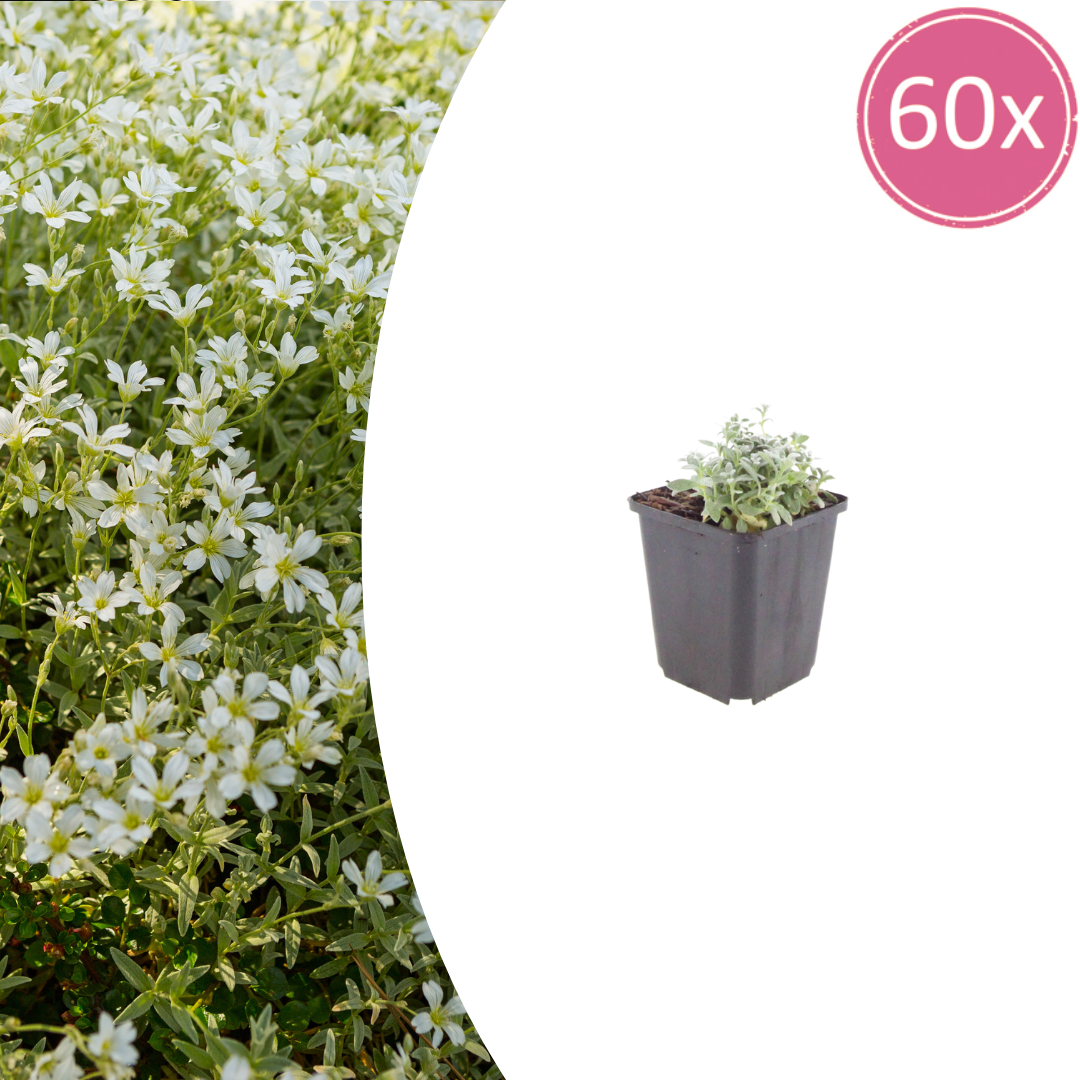 Filziges Hornkraut Cerastium tomentosum – 60 Pflanzen – 10-25cm – Ø9cm – Winterharte Bodendecker Staude mit weißen Blüten – Pflanze für Steingarten & sonnige Beete