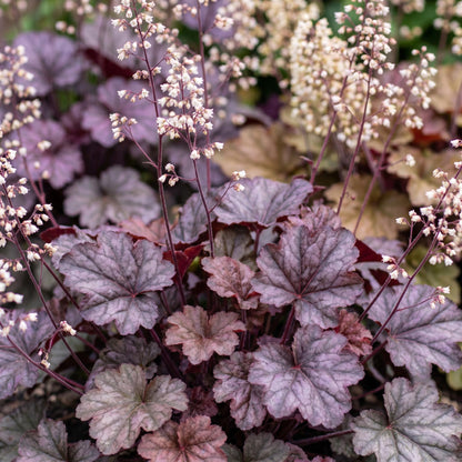 Purpurglöckchen 'Palace Purple' – Heuchera micrantha 'Palace Purple' – 6 Pflanzen – Topf Ø11cm – Bienenfreundliche Staude für Garten & Balkon