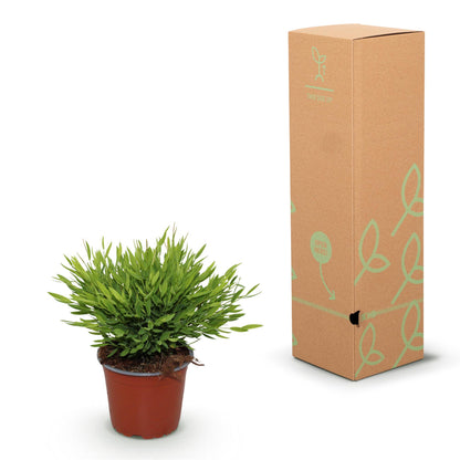 Green boutiQ - Zimmerpflanze - Bamusa Pogonatherum Monica - Bambusgras - Haustierfreundlich - Grün - 2 Pflanzen - Topf 12cm - Höhe 30-35cm 