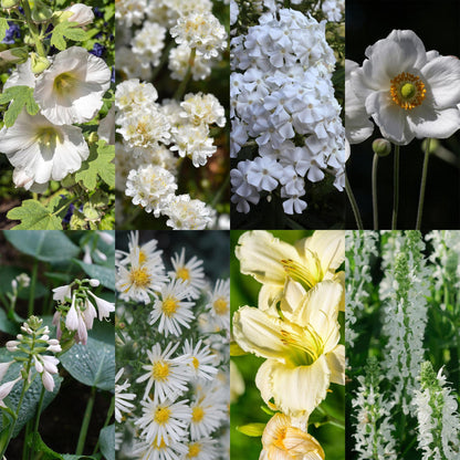 Staudenset – Weiß – 8 weiße Blühstauden – Für 1 m² Beet – Pflegeleicht – Eleganter Blütenteppich – Für sonnige Standorte – Ø11 cm 
