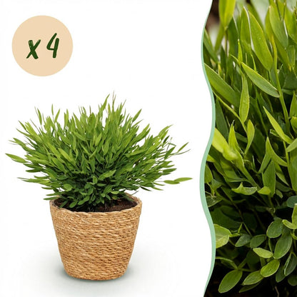Green boutiQ - Zimmerpflanze - Bamusa Pogonatherum Monica - Bambusgras - Haustierfreundliche Pflanze - Grün - 4 Pflanzen - mit Korb - Topf 12cm - Höhe 20cm 