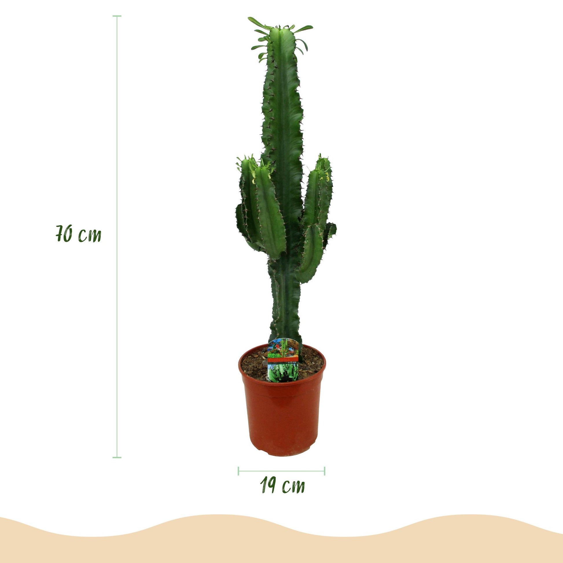 Green boutiQ - Zimmerpflanze - Euphorbia eritrea - Afrikanischer Milchbaum - Wenig Pflege - Grün - 2 - Topf 19cm - Höhe 70cm 