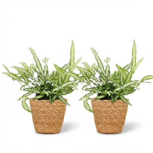 Green boutiQ - Zimmerpflanze - Pteris cretica Albolineata - Schwertfarn - Haustierfreundliche Pflanze - Grün - 2 Pflanzen - mit Korb - Topf 12cm - Höhe 20cm 