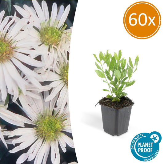 Wildaster Aster ageratoides 'Ashvi' – ↕10-25cm – Ø9cm – 60 Pflanzen – Weiße Herbstastern – Pflegeleicht & winterhart – Blüte von August bis Herbst