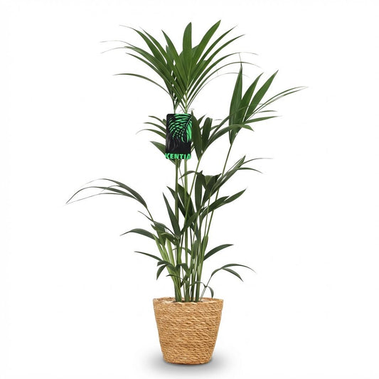 Green boutiQ - Zimmerpflanze - Howea Forsteriana - Kentia-Palme - Wenig Pflege - Grün - 1 Pflanze - mit Korb - Topf 21cm - Höhe 120-130cm 