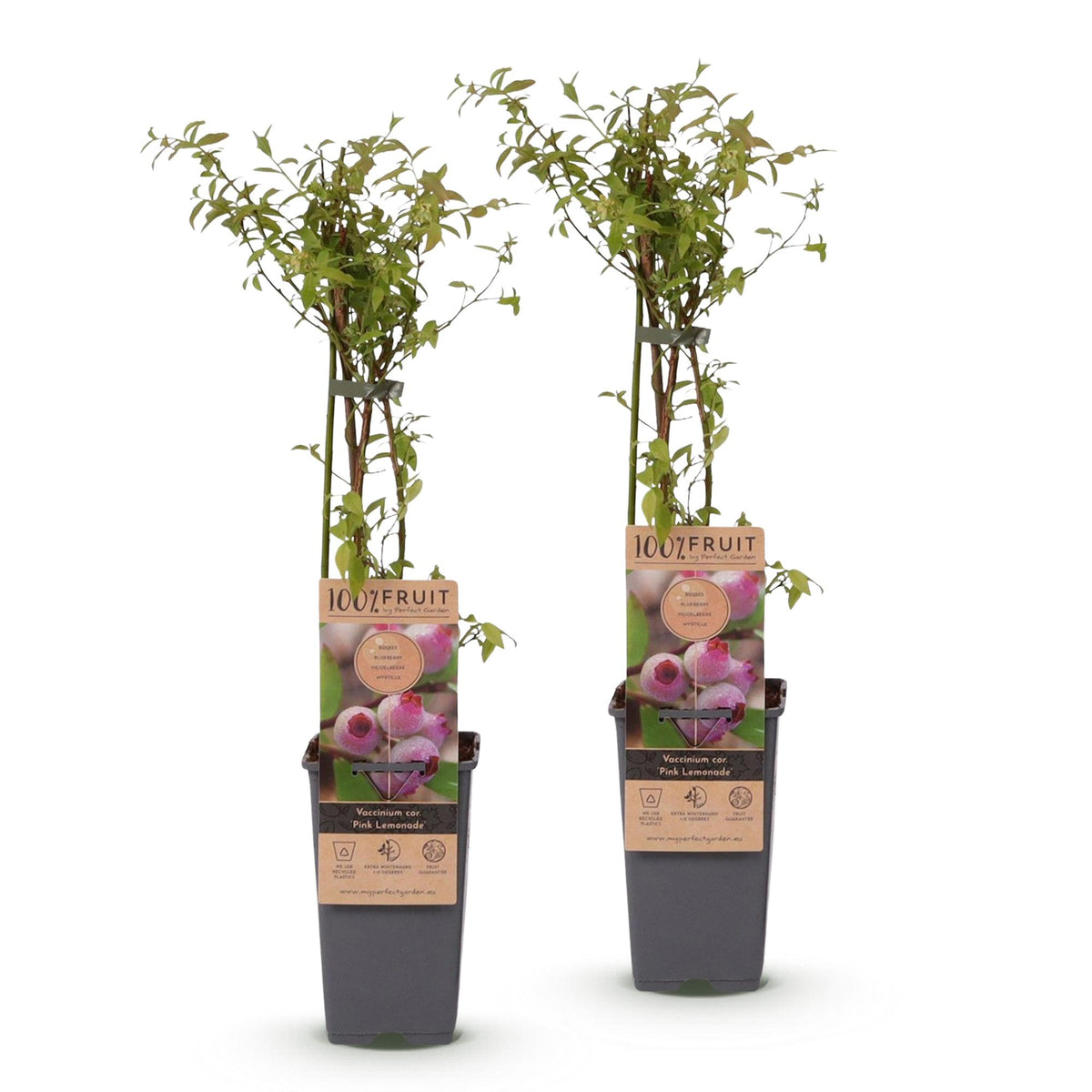 Green boutiQ - Fruit plant - Vaccinium cor. Pink Lemonade - Pink Blueberry - Winter-hardy - Pink Berry - 2 Plants - Pot 15cm - Height 50cm 