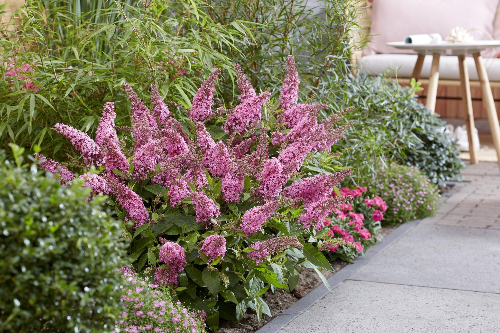 Green boutiQ - Gartenpflanze - Buddleja davidii Butterfly Candy Little Pink - Schmetterlingsstrauch - Kompakt - Rosa - 1 Pflanze - Topf 12cm - Höhe 20-25cm 