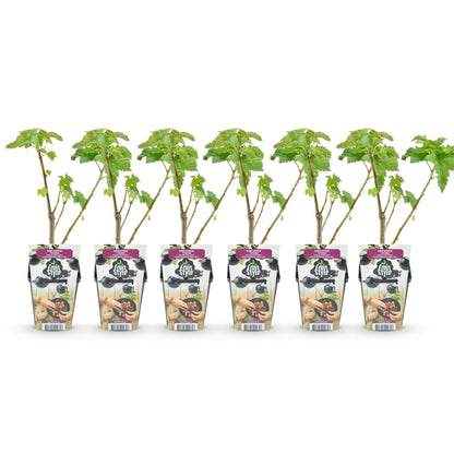 GreenboutiQ - Obstpflanzen - Schwarze Johannisbeere - Ribes nigrum Titania - Winterhart - 6 Pflanzen - Topf 9 cm - Schwarze Johannisbeere 