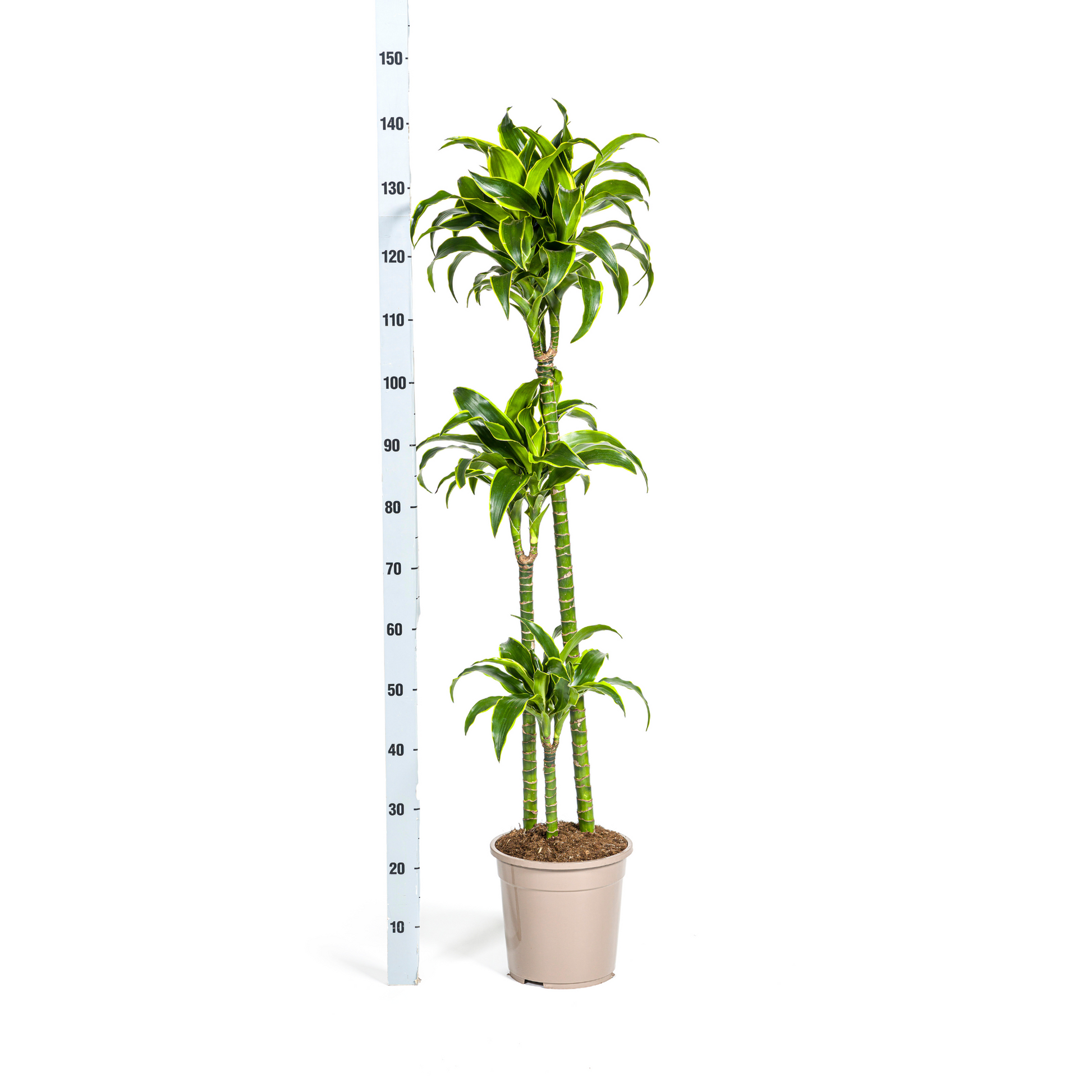 Dracaena Deremensis Dorado mit Korb Ø24cm - ↕120 - 140cm 