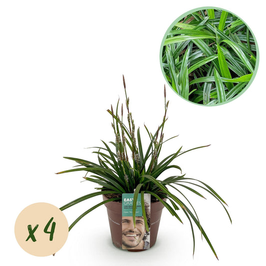 Japan-Segge  - Ziergras - Carex morrowii Irish Green - Grün & Gelb - 4 Pflanzen - Immergrün - Pflegeleicht - 17cm Höhe 50cm 