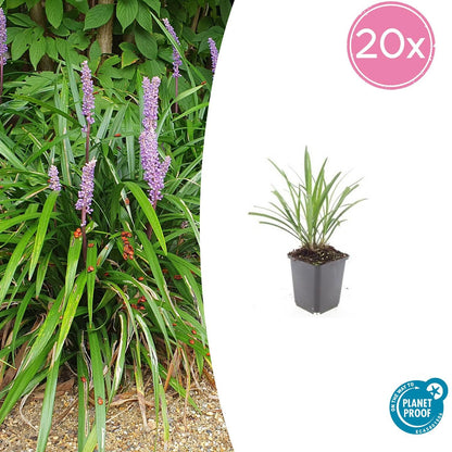 Lilientraube - Liriope muscari 'Ingwersen' - ↕10-25cm - Ø9cm - 20 Pflanzen – Immergrüner Bodendecker – Violette Blüten – Pflegeleicht & Winterhart