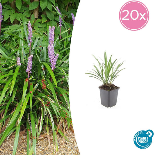 Lilientraube - Liriope muscari 'Ingwersen' - ↕10-25cm - Ø9cm - 20 Pflanzen – Immergrüner Bodendecker – Violette Blüten – Pflegeleicht & Winterhart