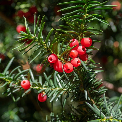 Europäische Eibe Taxus baccata – Immergrün – Heckenpflanze – 6 Pflanzen – 17 cm x H60 cm – pflegeleicht 