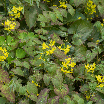 Elfenblume Epimedium perralchicum Frohnleiten – 60 Pflanzen – Wintergrüne Staude für Schatten & Halbschatten – Bodendecker für Garten & Beet – 10-25cm – Ø9cm – Pflegeleicht